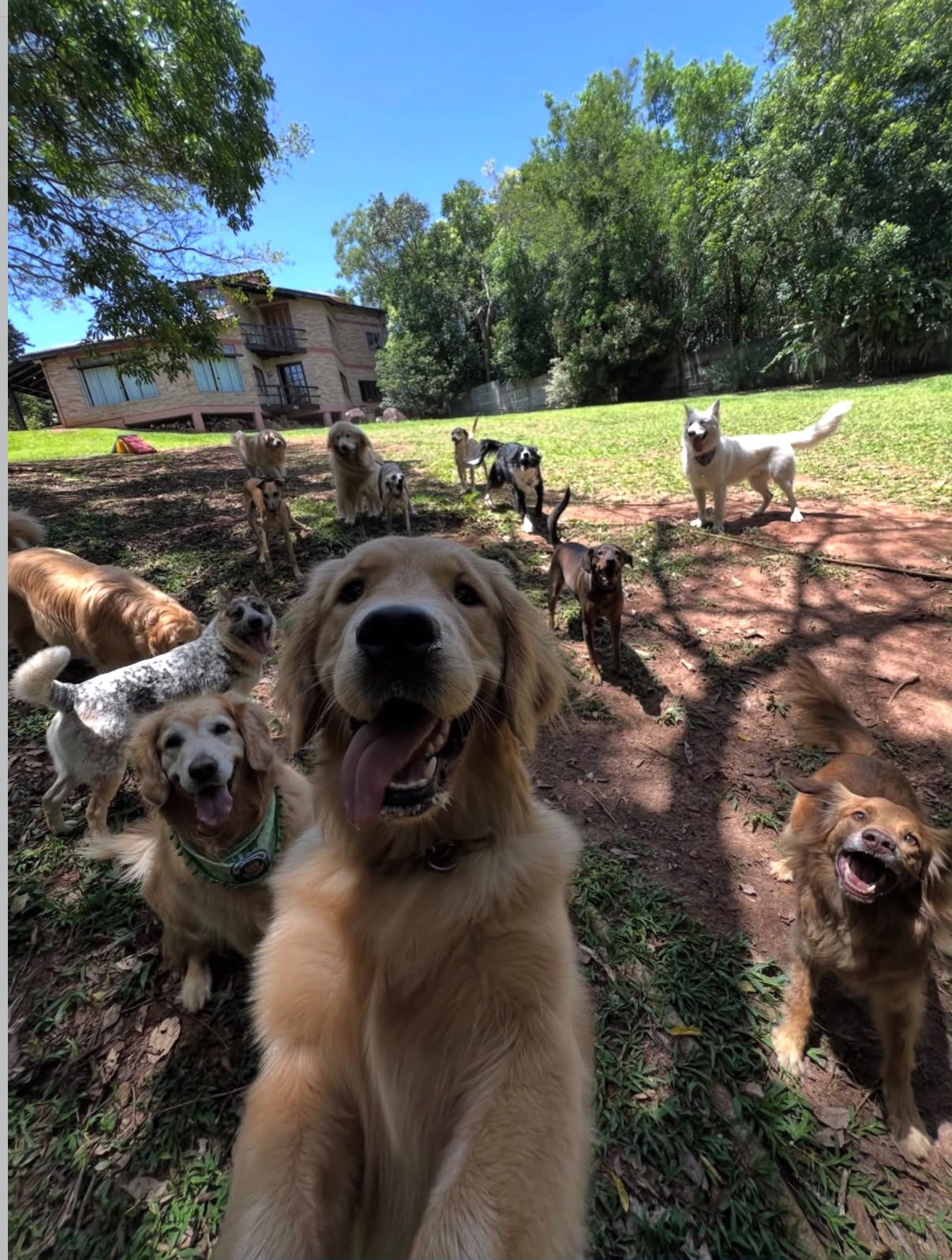 Turma de cães reunida no gramado da chácara