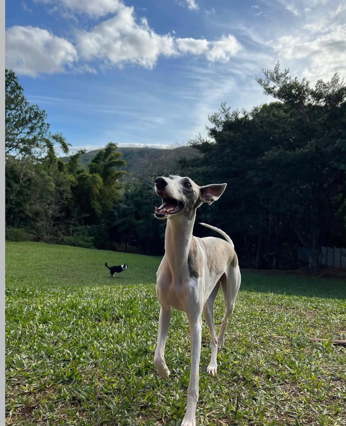 Cão correndo solto no amplo campo verde cercado pelas montanhas